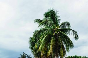 Climate Change Education: Preparing for Environmental Challenges