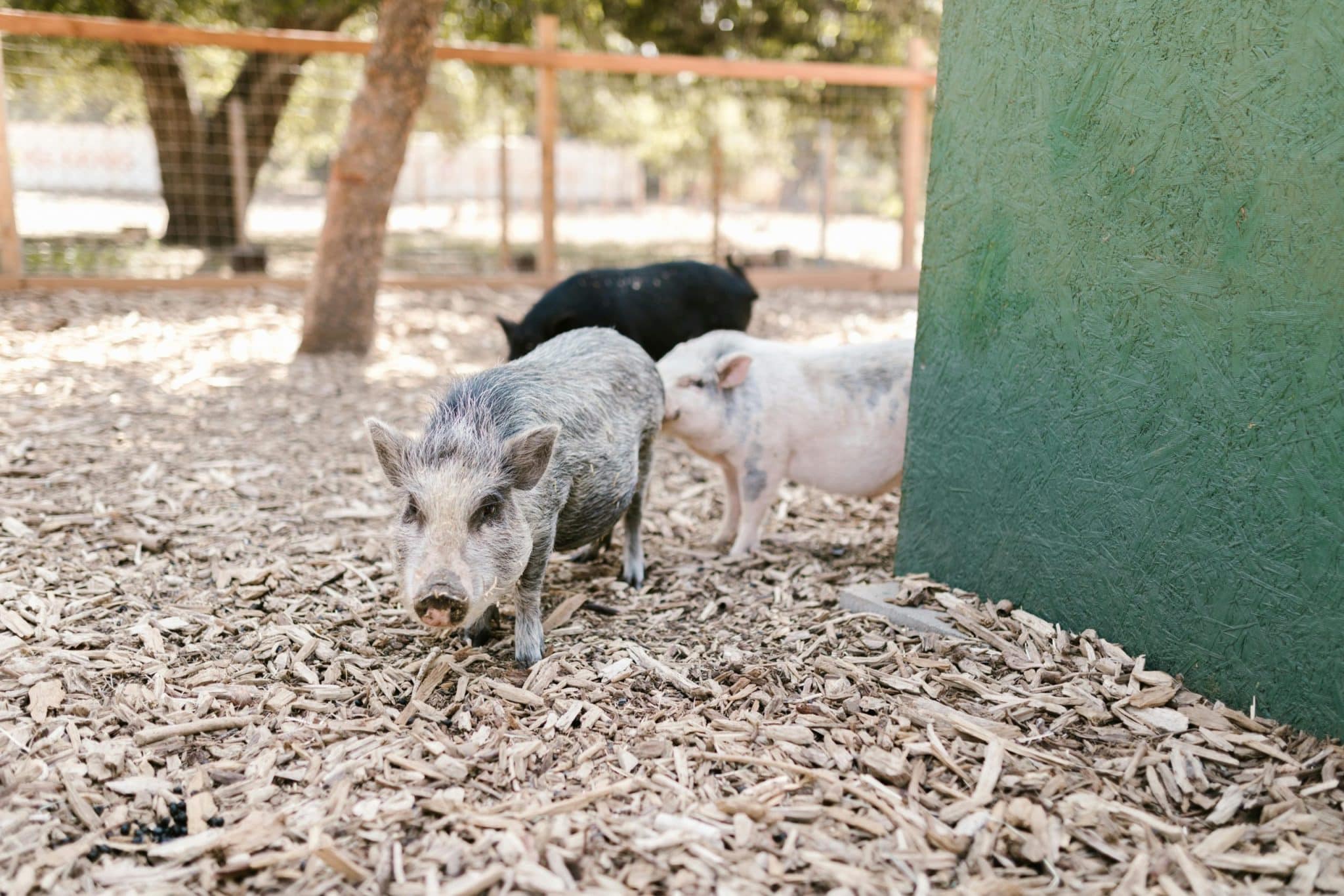 The Rise of Eco-Villages: Sustainable Community Living