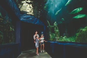 AI-Driven Personalization: Transforming the Educational Experience